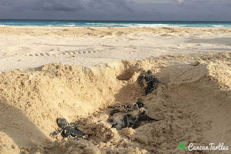 baby turltes hatching on the way to ocean