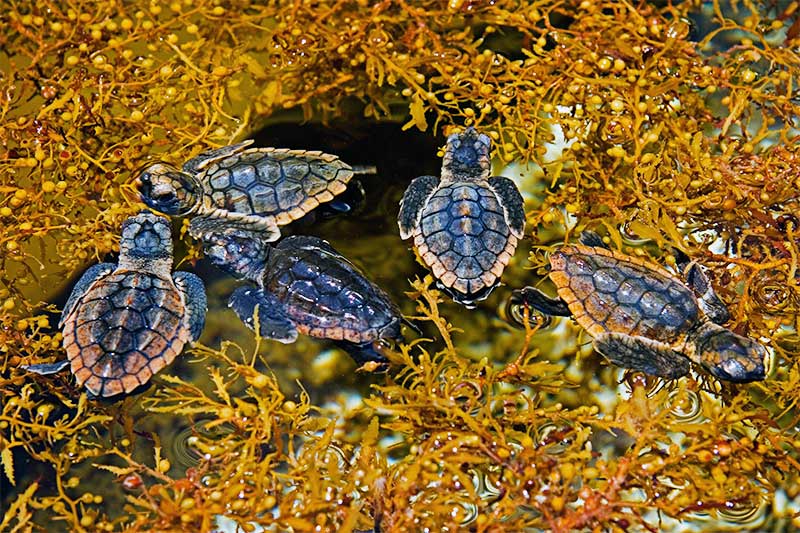 loggerhead sea turtles in seaweed sargassum