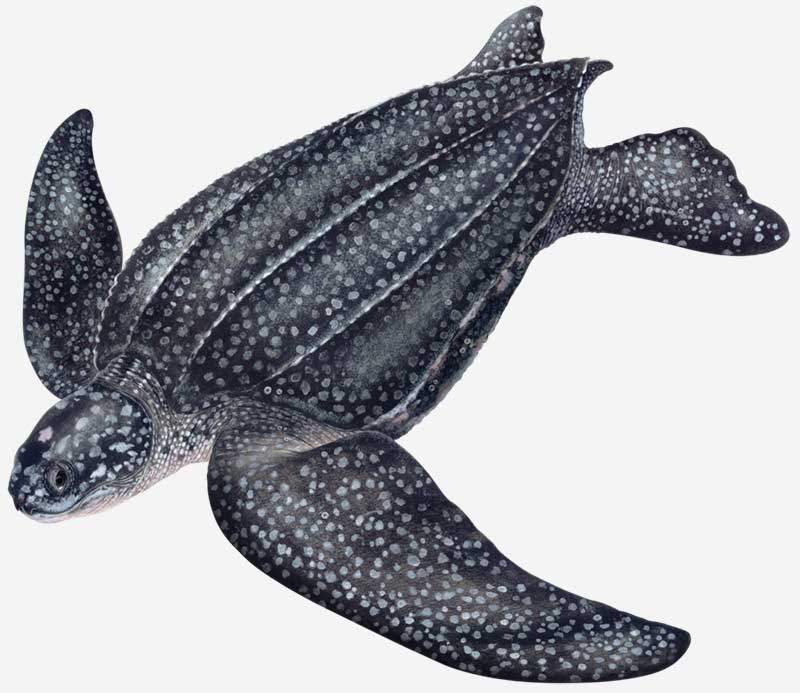 leatherback sea turtle