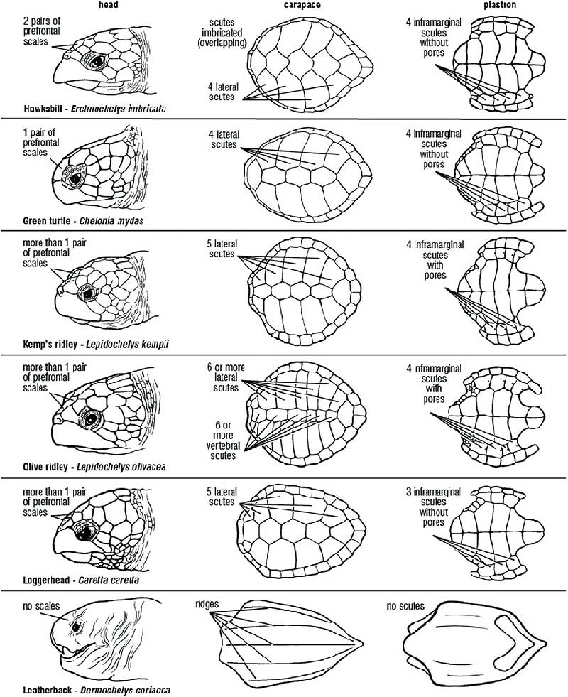 scutes patterns and shell morphology of the 7 sea turtle species