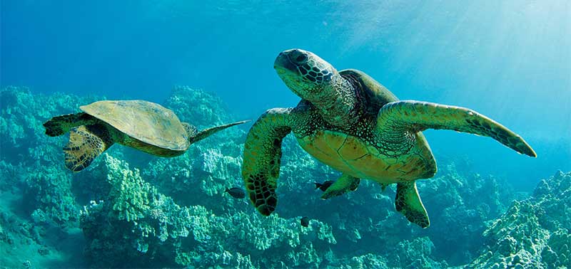 social sea turtles