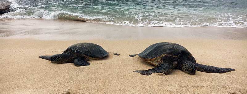 turtles sun bathing