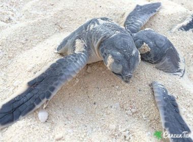 Green Sea Turtle hatchlings free temselves from nest