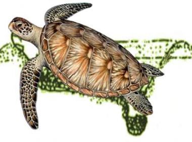 Ilustration of a Green Sea Turtle digging the nest