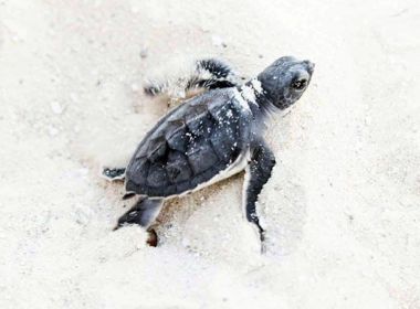 Green Sea Turtle hatchling on his way to the ocean