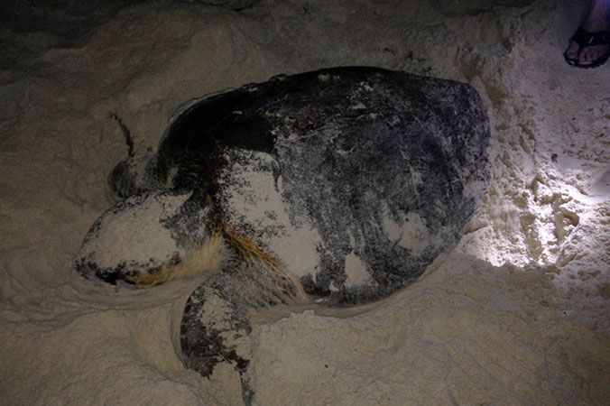 loggerhead Sea Turtle