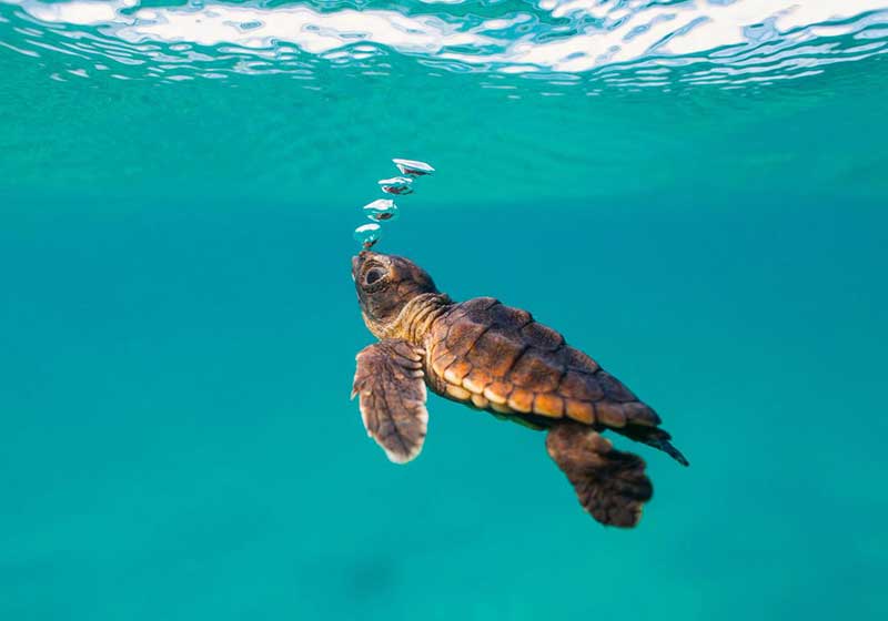 The Lost Years in the Life of Sea Turtles - CancunTurtles